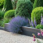 contemporary uk garden plants